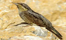 ثبت ملی «دارکوب قهوه‌ای» در چهارمحال و بختیاری