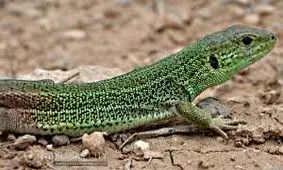 بازم برید خدا رو شکر کنید .که ما تو خیابونامون گربه داریم نه از اینا!!