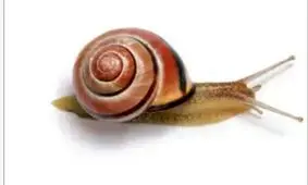 دانستنی هایی در مورد حلزون