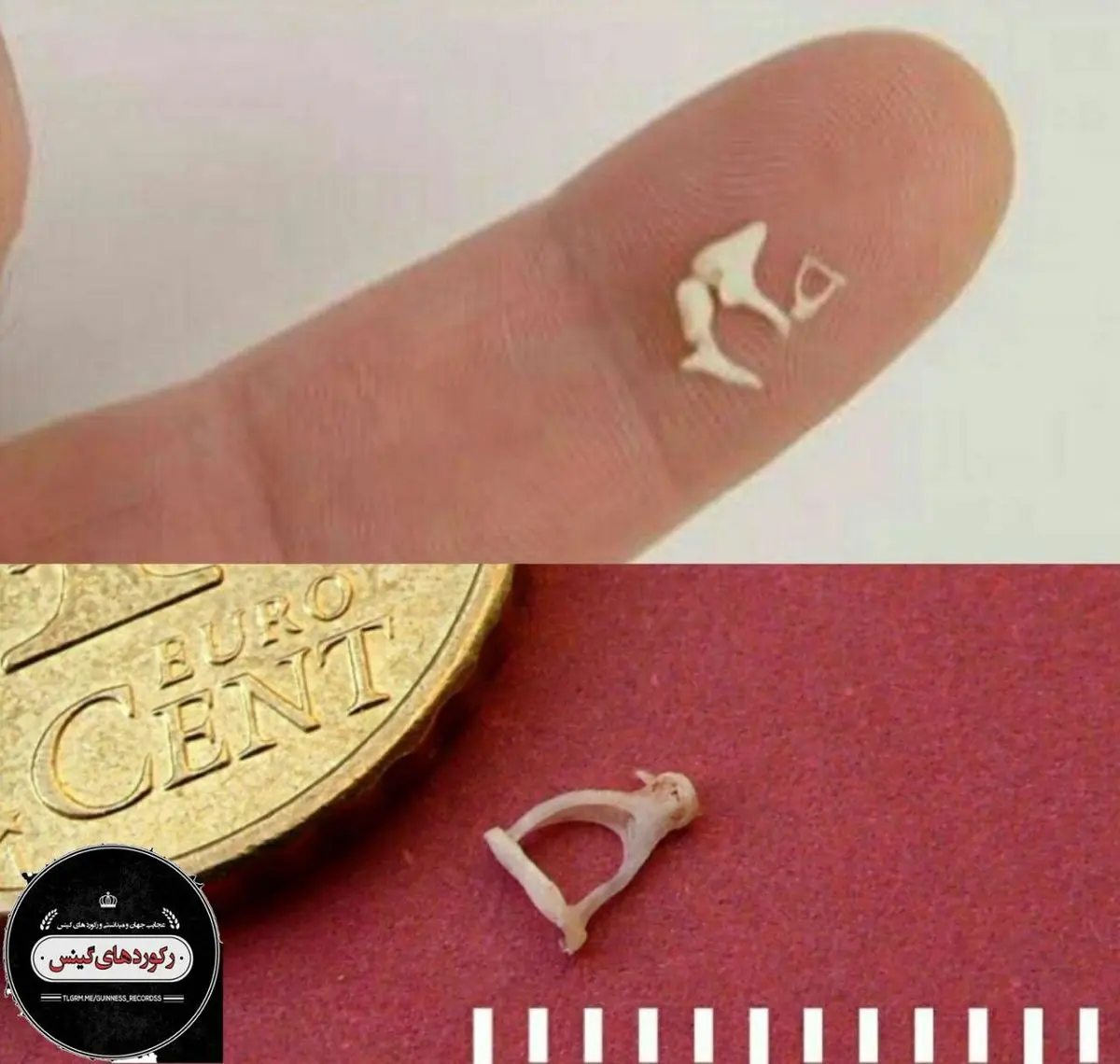 کوچکتریناستخوان بدن انسان