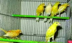 زندگی عجیب مردی که زن و بچه و زندگی‌اش را فدای قناری کرد