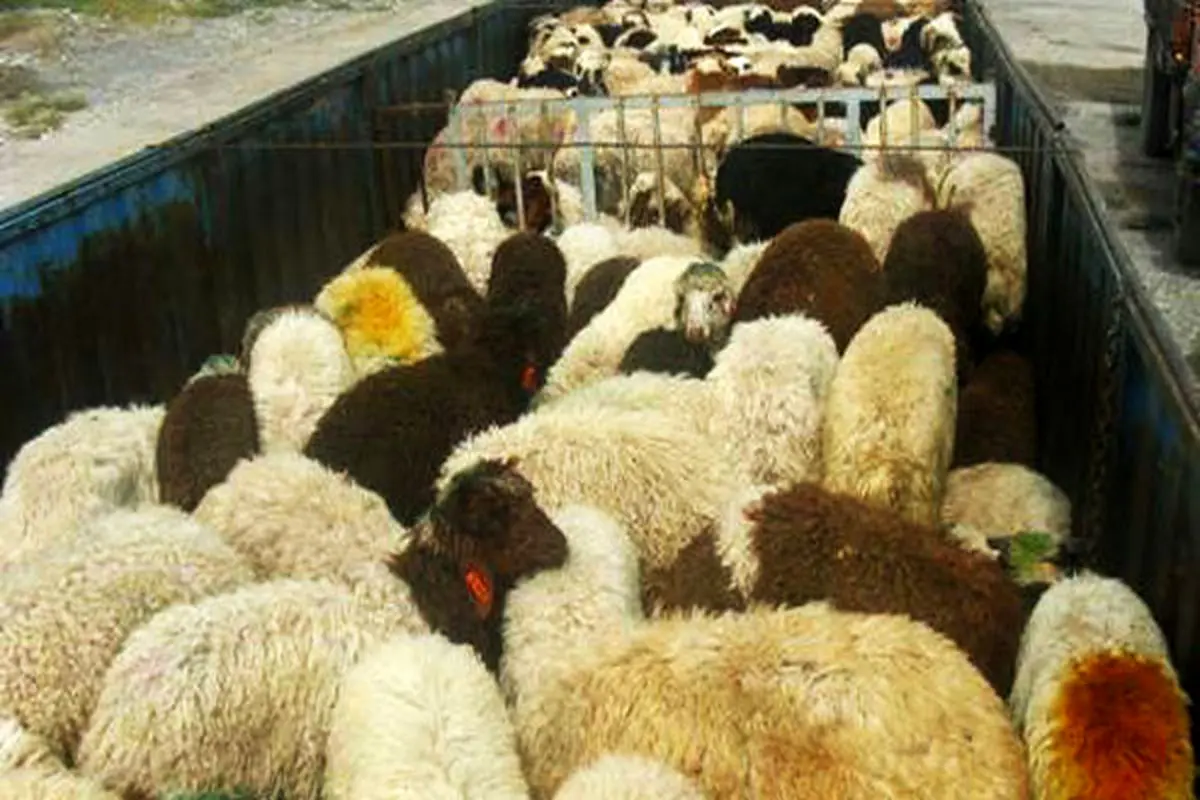 سارقان احشام اردستان در دام پلیس گرفتار شدند