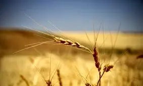 معامله ۱۸هزار تن گندم خوراکی در بورس کالای ایران