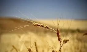 معامله ۱۸هزار تن گندم خوراکی در بورس کالای ایران