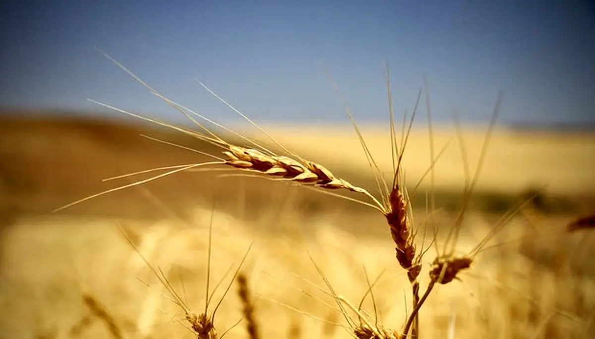 معامله ۱۸هزار تن گندم خوراکی در بورس کالای ایران