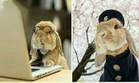 خوشتیپ ترین خرگوش دنیا