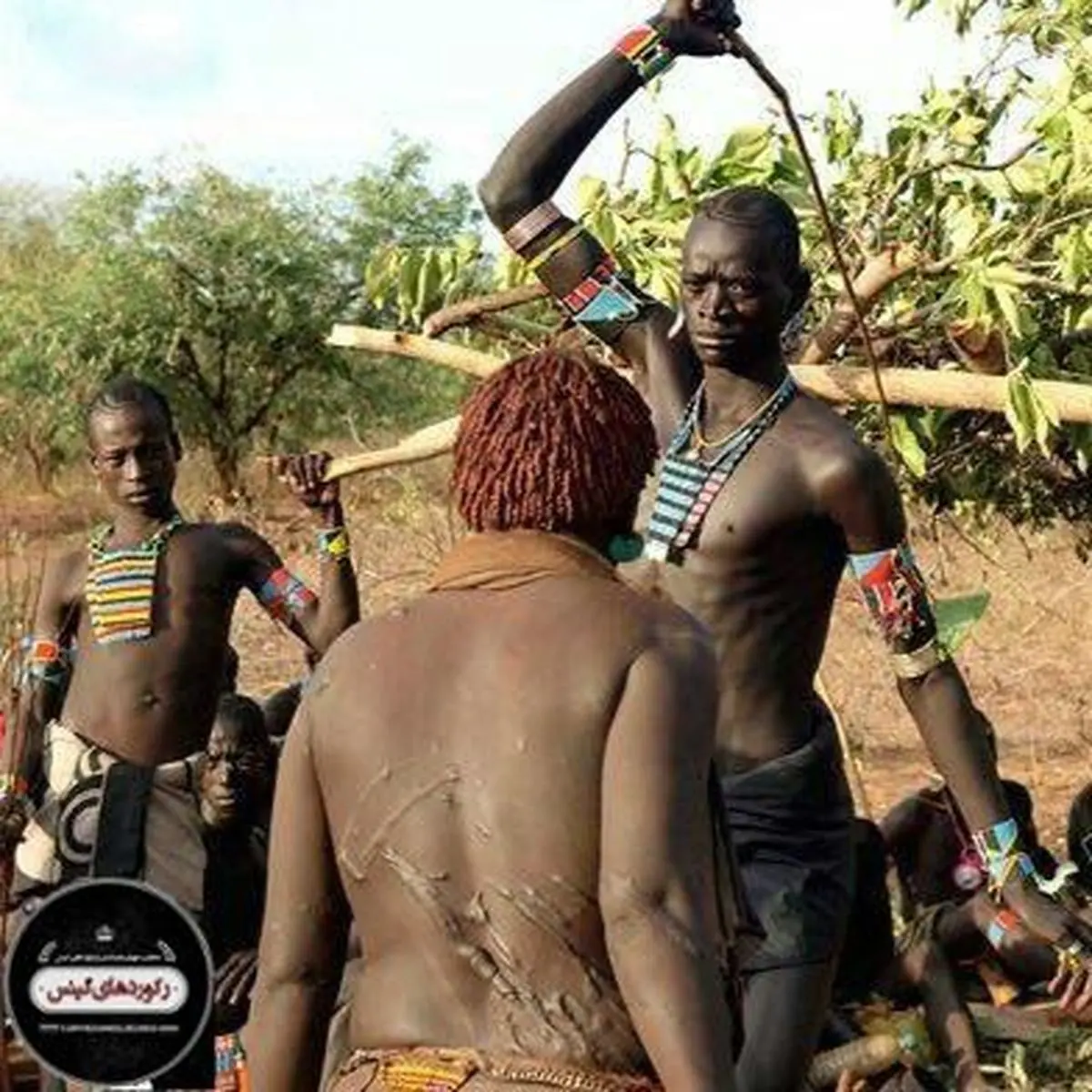 "شارو"رسم عجيبى است