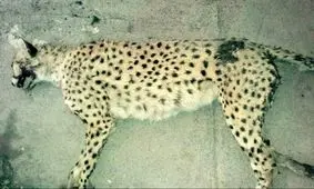 جان دادن یک ماده یوزپلنگ در برخورد با خودرو در خراسان‌شمالی