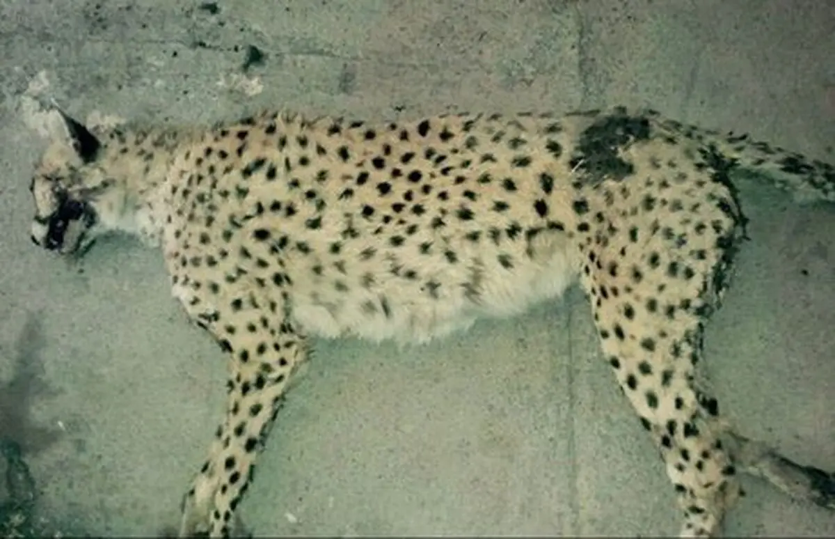 جان دادن یک ماده یوزپلنگ در برخورد با خودرو در خراسان‌شمالی