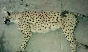 جان دادن یک ماده یوزپلنگ در برخورد با خودرو در خراسان‌شمالی