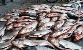 کشف ۲۲ هزار لیتر سوخت قاچاق و ۴ تن فراورده های شیلاتی در کیش