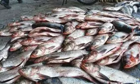 کشف ۲۲ هزار لیتر سوخت قاچاق و ۴ تن فراورده های شیلاتی در کیش