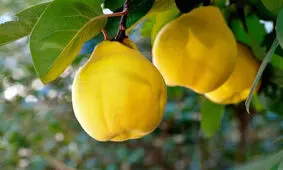 با این میوه سرخوش شوید