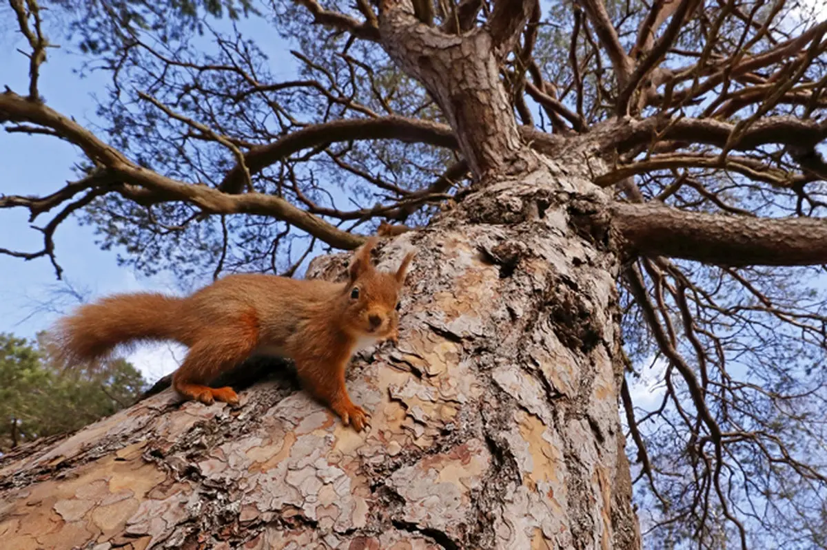 برندگان مسابقه عکاسی حیات وحش بریتانیا ۲۰۱۸