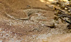 تصاویر جالب از استتارمارها