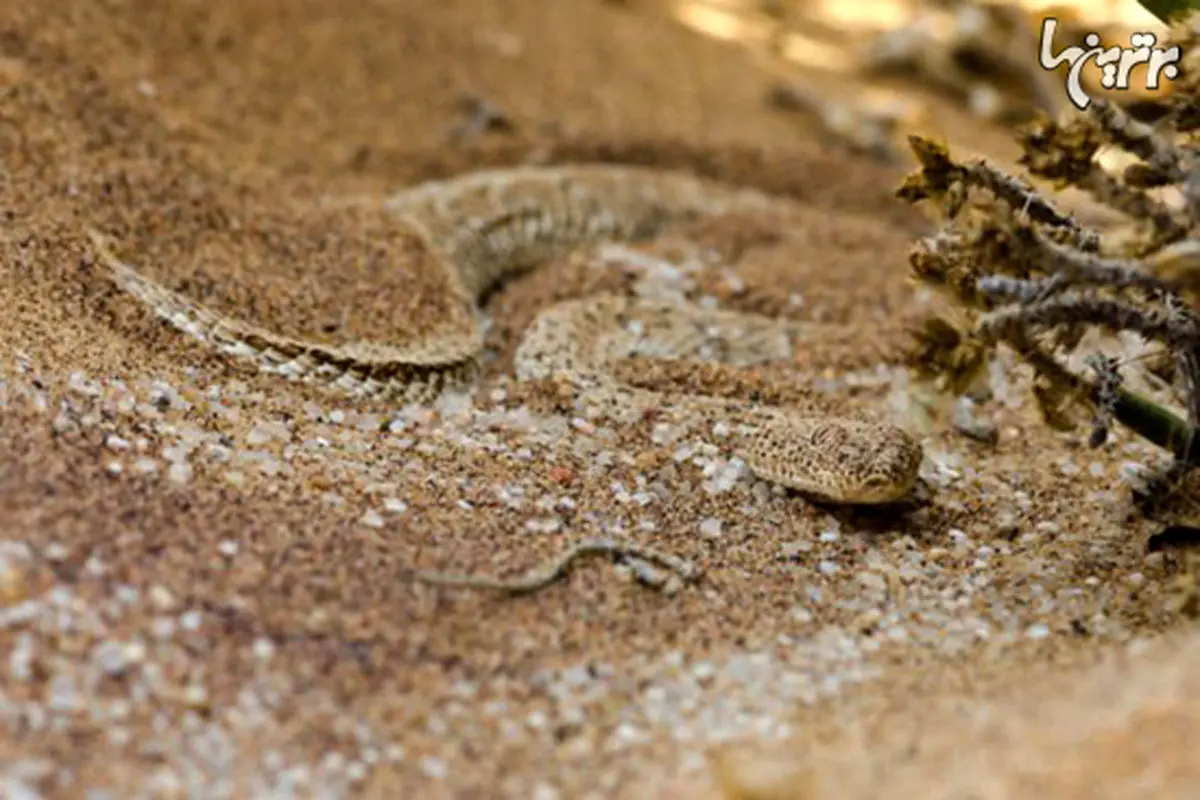 تصاویر جالب از استتارمارها