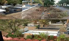 اقدام عجیب شهرداری در قطع درختان کاج سوزنی سالم در بهشت زهرا