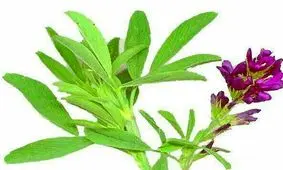 اشخاصی که دچار لاغری هستند