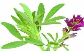 اشخاصی که دچار لاغری هستند
