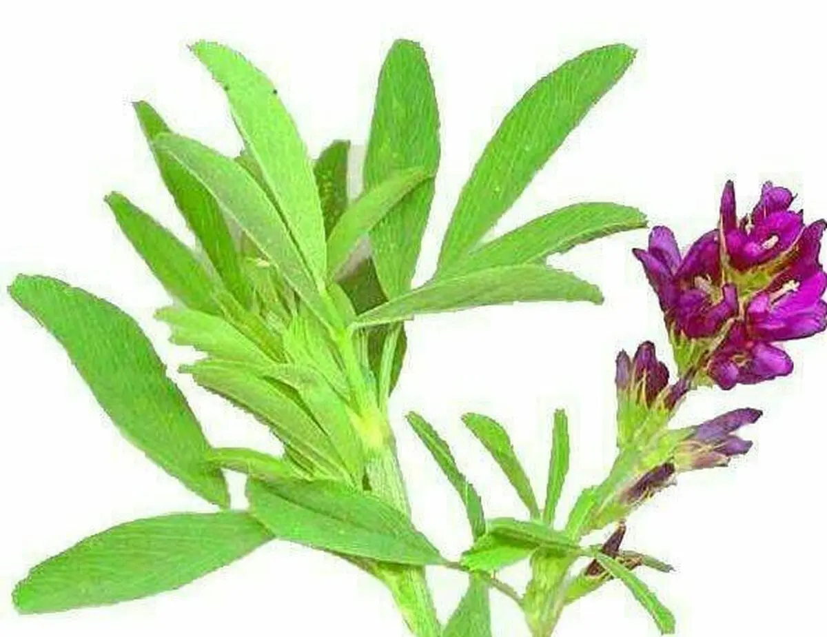 اشخاصی که دچار لاغری هستند