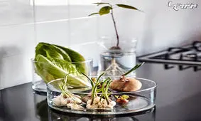 گل‌ها و سبزیجاتی که تنها با یک لیوان آب می‌توانید پرورش دهید!