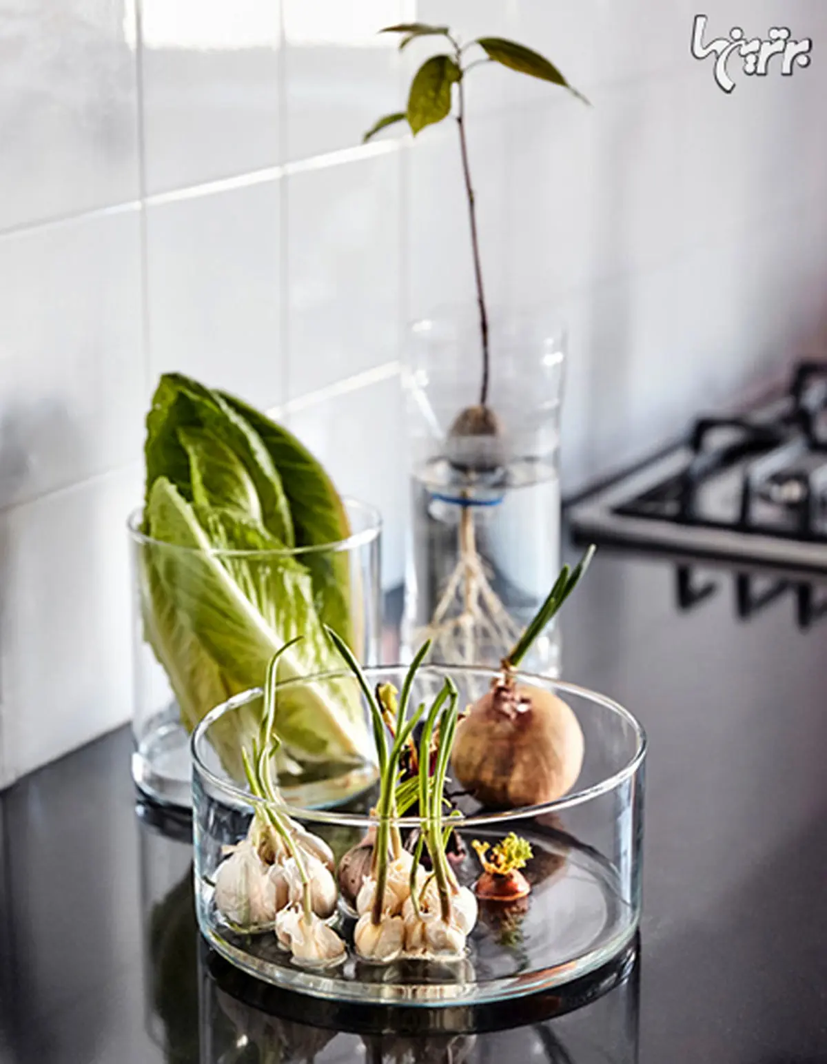 گل‌ها و سبزیجاتی که تنها با یک لیوان آب می‌توانید پرورش دهید!