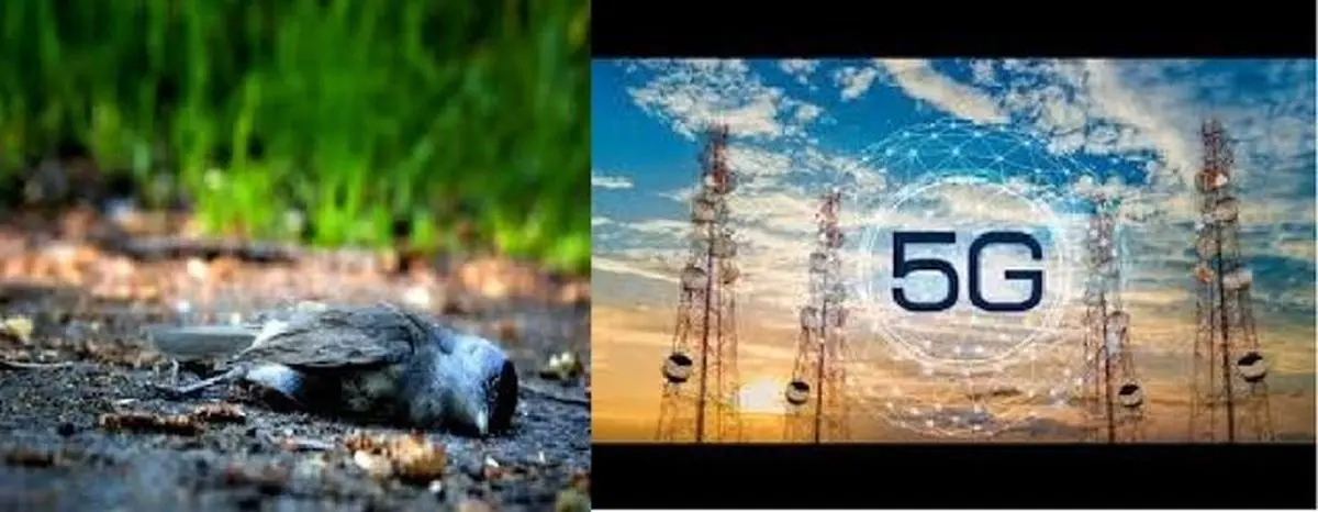 اینترنت پرسرعت جان پرندگان هلندی را گرفت!