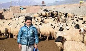 عرضه دام زنده کم شد/ گوسفند زنده، کیلویی حدود ۲۰۰هزار تومان