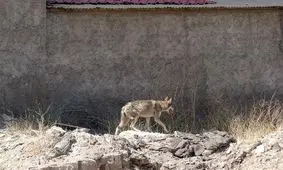 ویدئو/پرسه یک قلاده گرگ در جعفرآباد