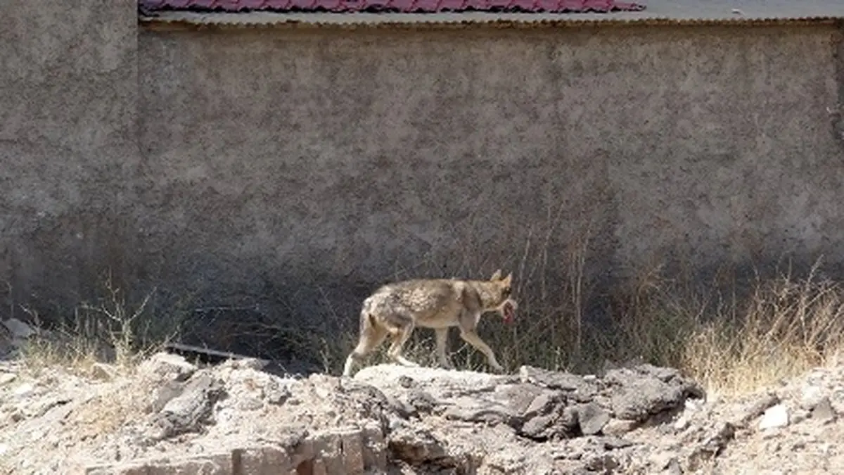 ویدئو/پرسه یک قلاده گرگ در جعفرآباد