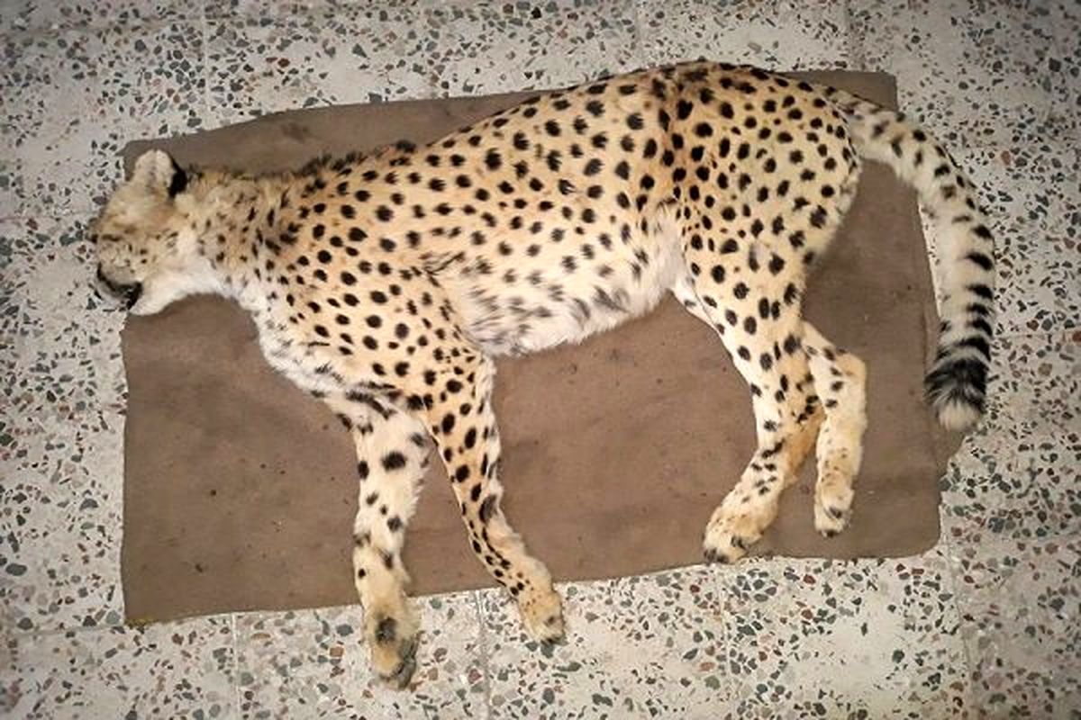 سکوت سازمان محیط زیست درباره مرگ یوزپلنگ ایرانی