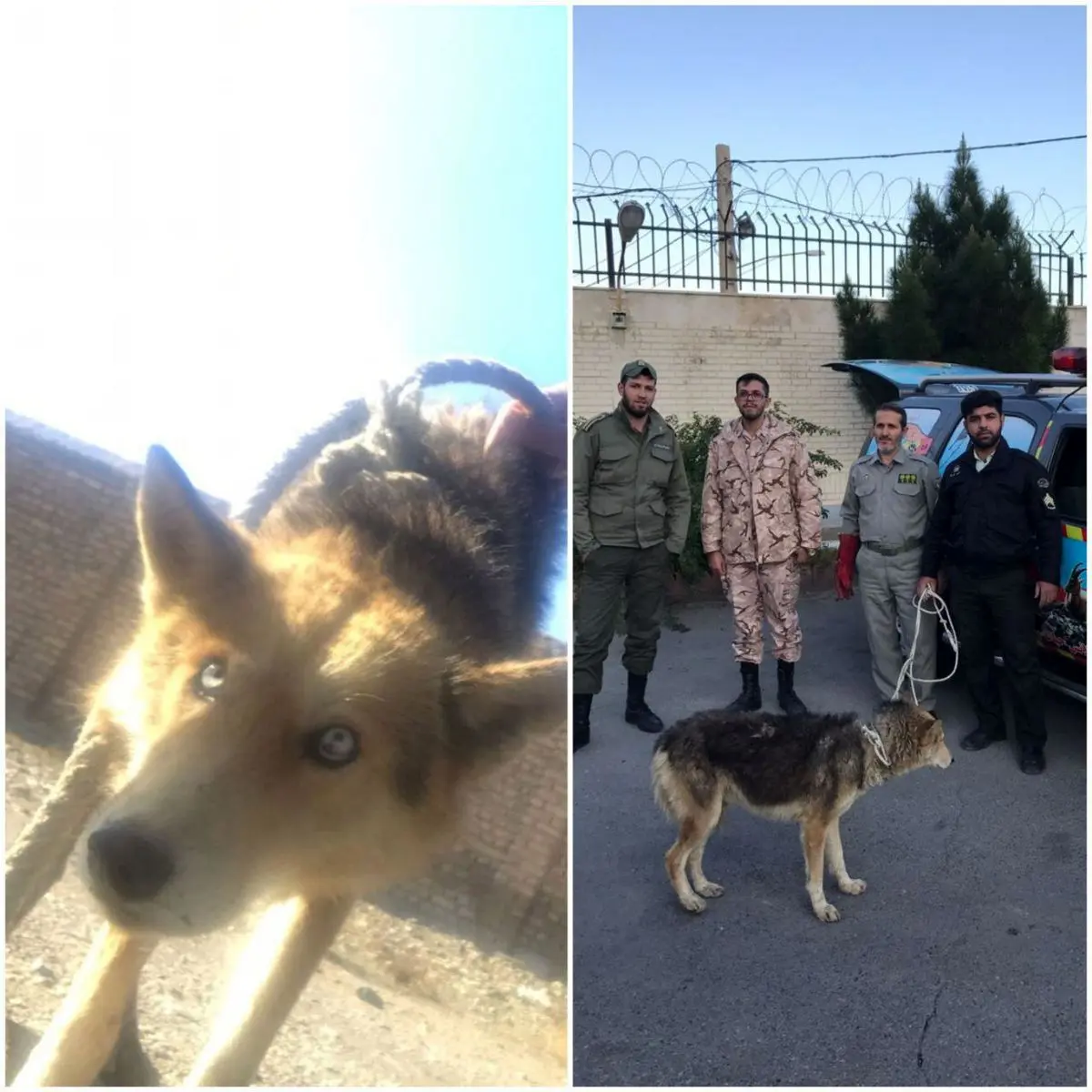 عکس/زنده گیری گرگ جعفرآباد