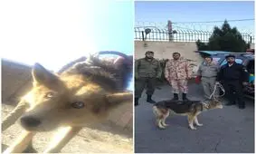عکس/زنده گیری گرگ جعفرآباد