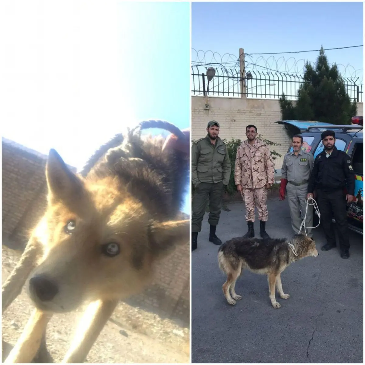 عکس/زنده گیری گرگ جعفرآباد