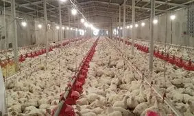 مرغداران: با قیمت ۹۸۰۰ تومانی مرغ راضی نمی‌شویم