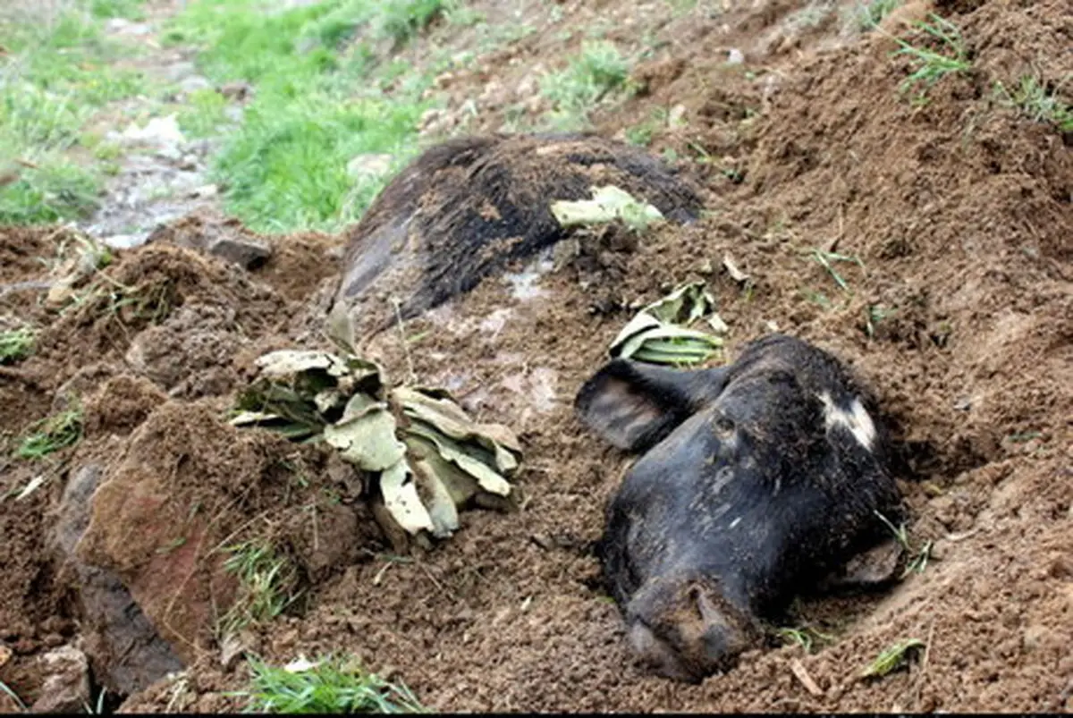 خسارات بیماری تب برفکی غیرقابل جبران است