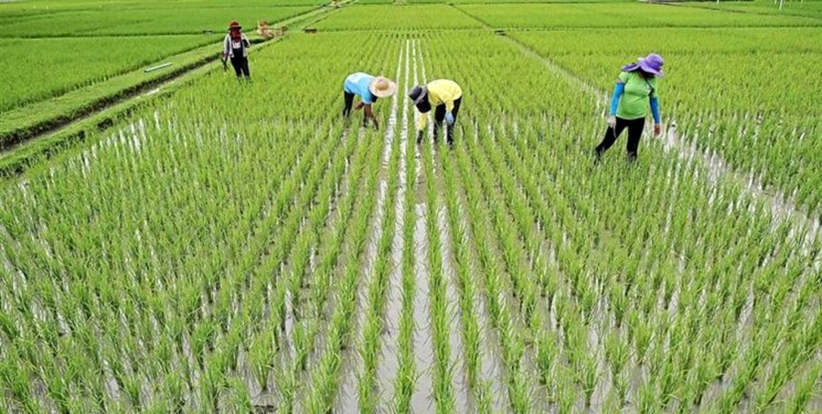 ممنوعیت کشت برنج خارج از استانهای گیلان و مازندران