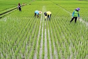 ممنوعیت کشت برنج خارج از استان‌های گیلان و مازندران