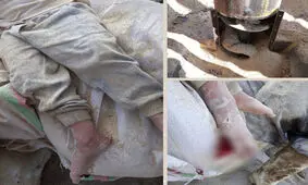 نجات کودک ۳ ساله از داخل دستگاه علوفه خرد کن در پیشوا
