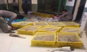کشف و ضبط محموله بزرگ قاچاق پرندگان در معرض انقراض