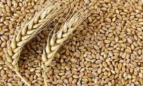 زمزمه قاچاق گندم به خارج کشور/پیشنهاد افزایش ۳۵درصدی قیمت خرید گندم