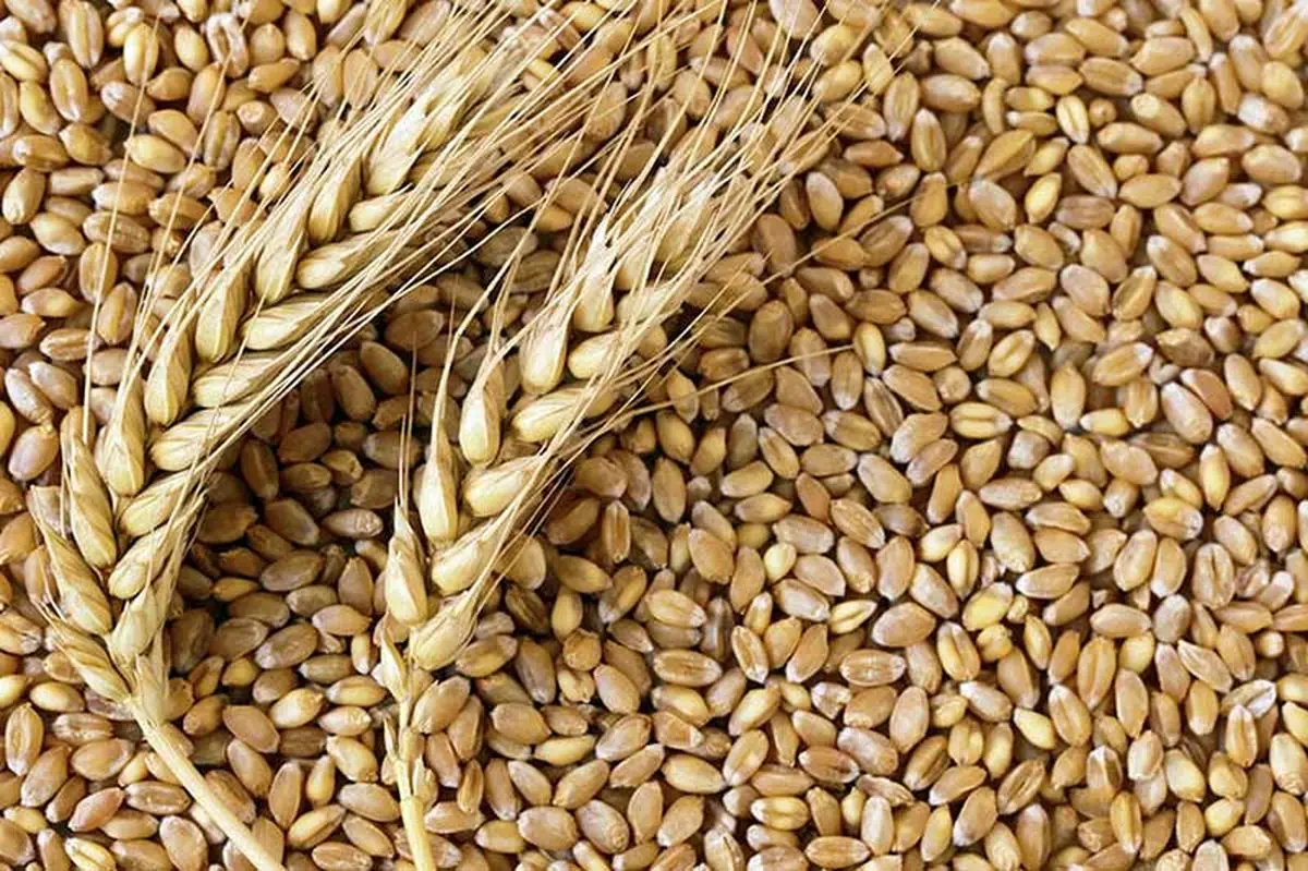 زمزمه قاچاق گندم به خارج کشور/پیشنهاد افزایش ۳۵درصدی قیمت خرید گندم