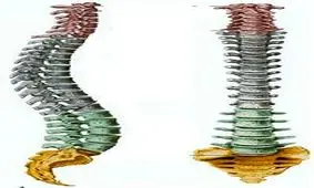 فیلم / حرکاتی که برای جلوگیری از آسیب رسیدن به ستون فقرات باید انجام داد