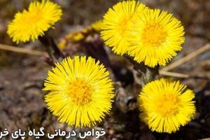 خواص درمانی پای خر