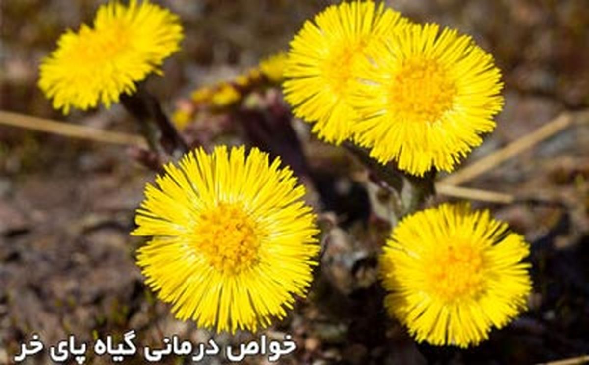 خواص درمانی پای خر