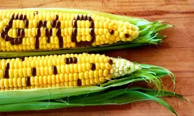 محصولات تراریخته حتی برای خوراک دام هم مناسب نیست