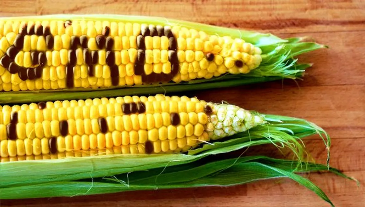 محصولات تراریخته حتی برای خوراک دام هم مناسب نیست