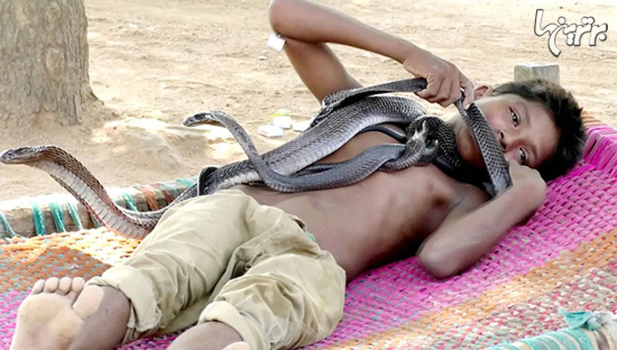 پسربچه ۷ ساله‌ای که با مار‌های خطرناک زندگی می‌کند