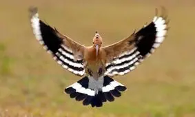همه چی درباره پرنده هدهد