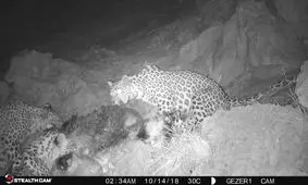 شکار گونه‌های وحشی در معرض انقراض در پی حذف بیمه دام‌ها در برابر حمله